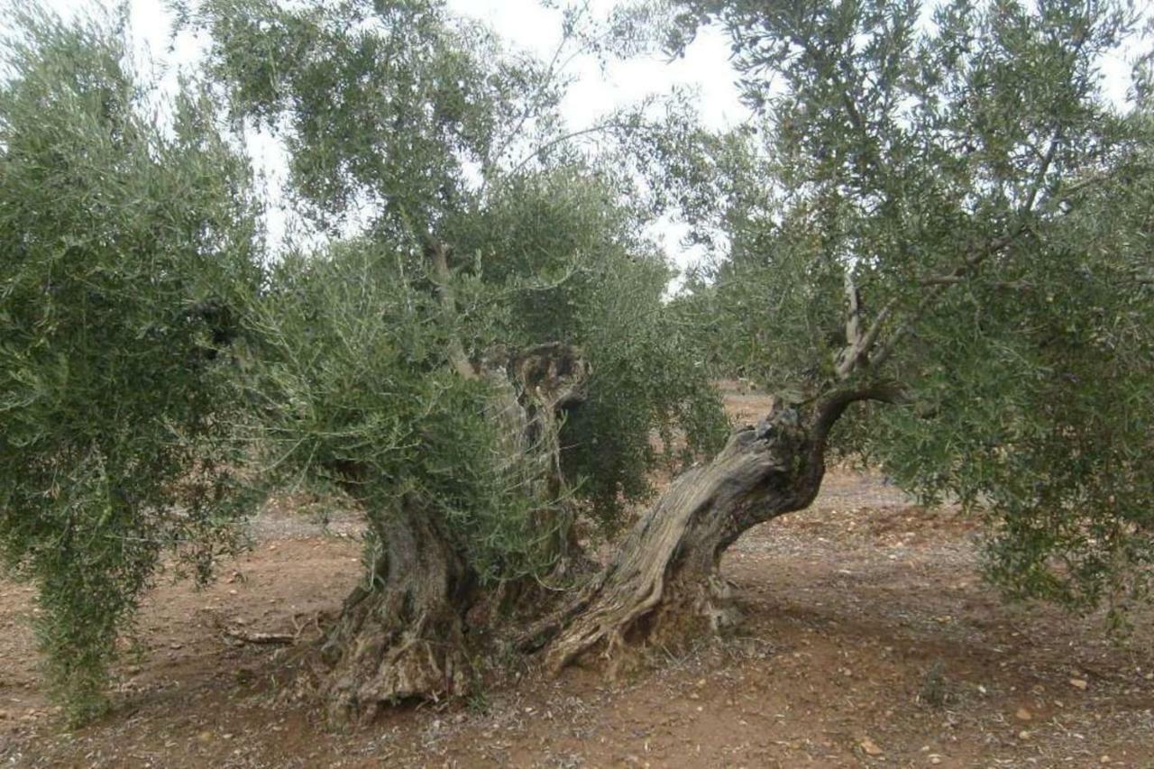 הוילה וייקאריו Cortijo El Derramadero מראה חיצוני תמונה